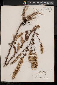 Solidago bicolor image