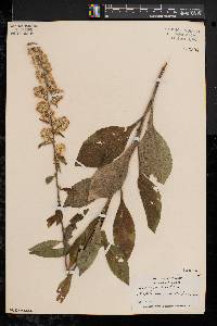 Solidago bicolor image