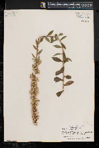 Solidago bicolor image