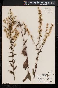 Solidago bicolor image