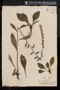 Solidago bicolor image