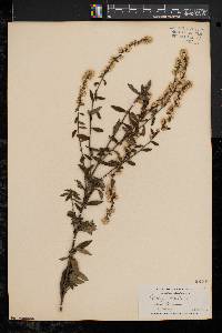 Solidago bicolor image