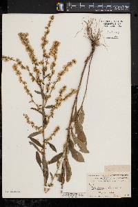 Solidago bicolor image