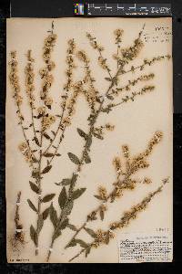 Solidago bicolor image