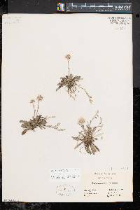 Antennaria neglecta image