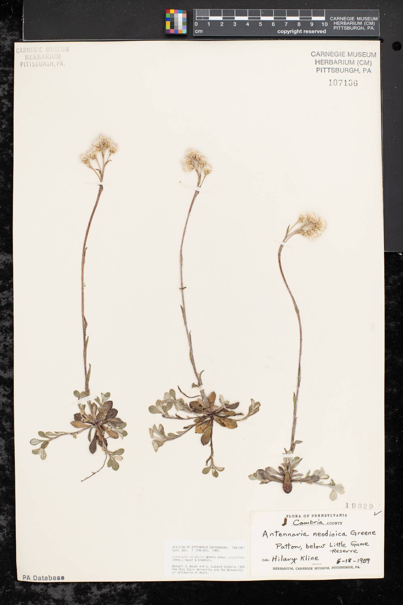 Antennaria petaloidea image