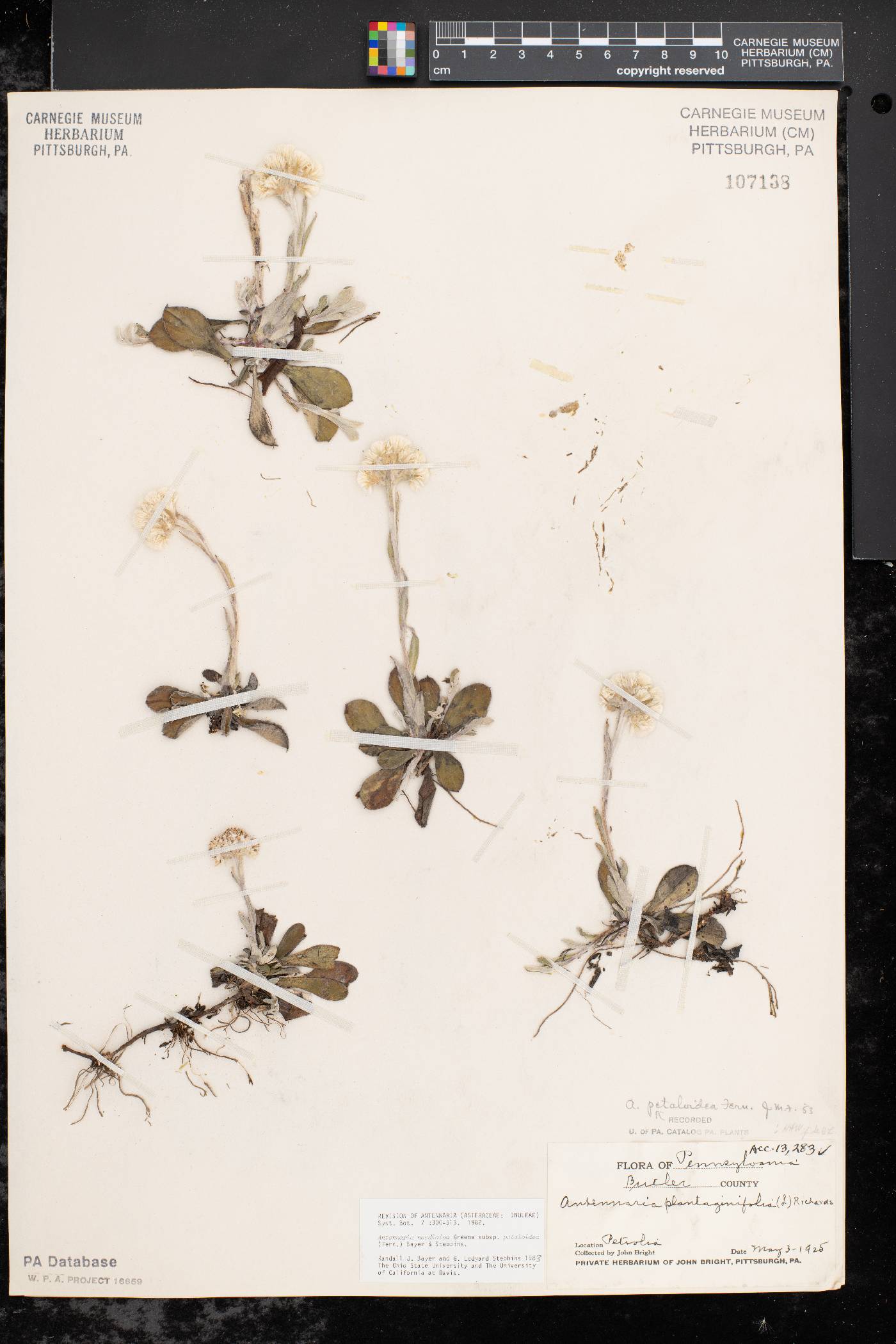 Antennaria petaloidea image
