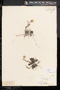Antennaria petaloidea image