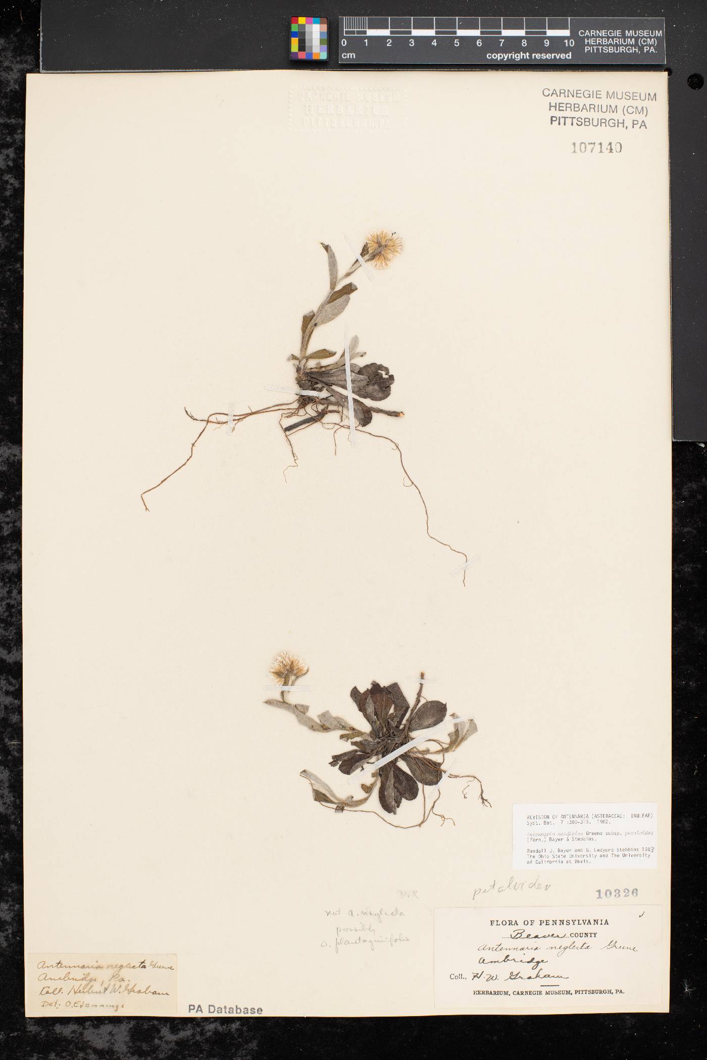 Antennaria petaloidea image