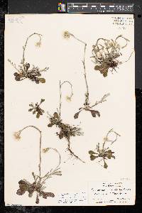 Antennaria howellii subsp. neodioica image