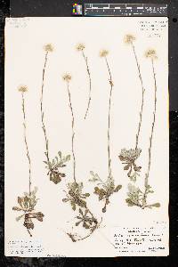 Antennaria howellii subsp. neodioica image