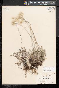 Antennaria howellii subsp. neodioica image