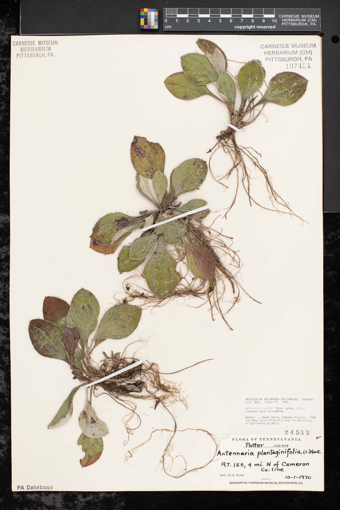 Antennaria parlinii subsp. fallax image