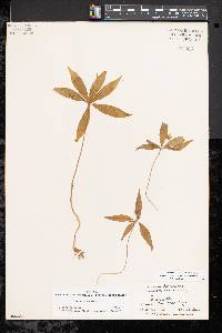 Trientalis borealis image