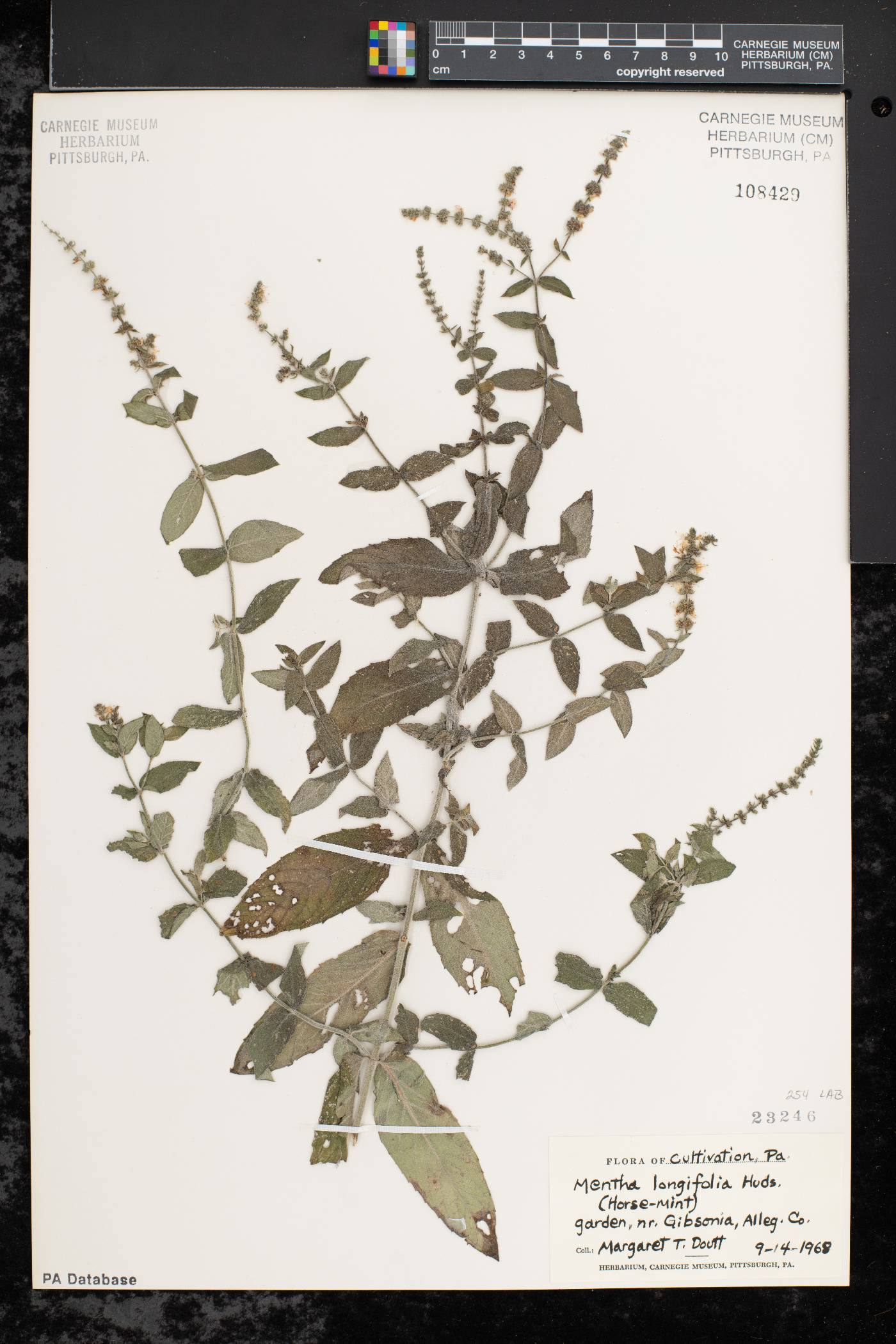 Mentha longifolia image