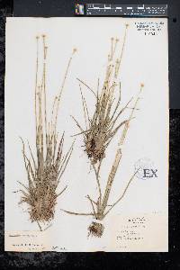 Eriocaulon decangulare image