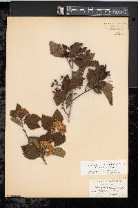 Crataegus calpodendron image