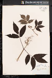 Sambucus racemosa subsp. racemosa image
