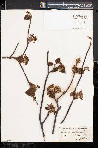 Viburnum lantanoides image