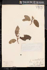 Viburnum cassinoides image