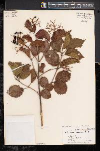 Viburnum dentatum var. lucidum image