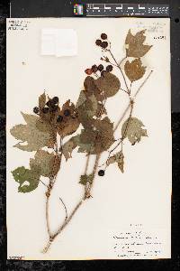 Viburnum trilobum image