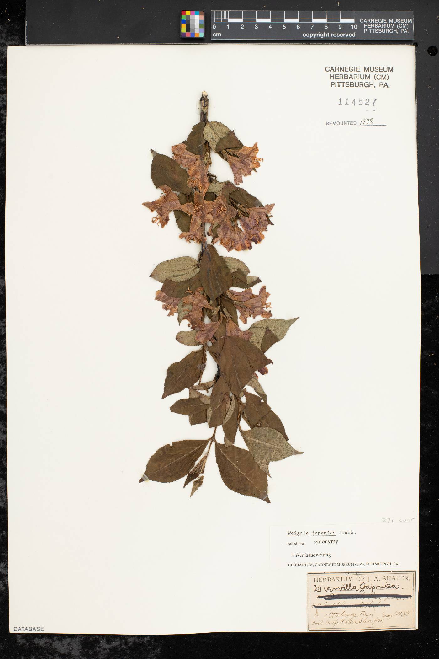 Weigela japonica image