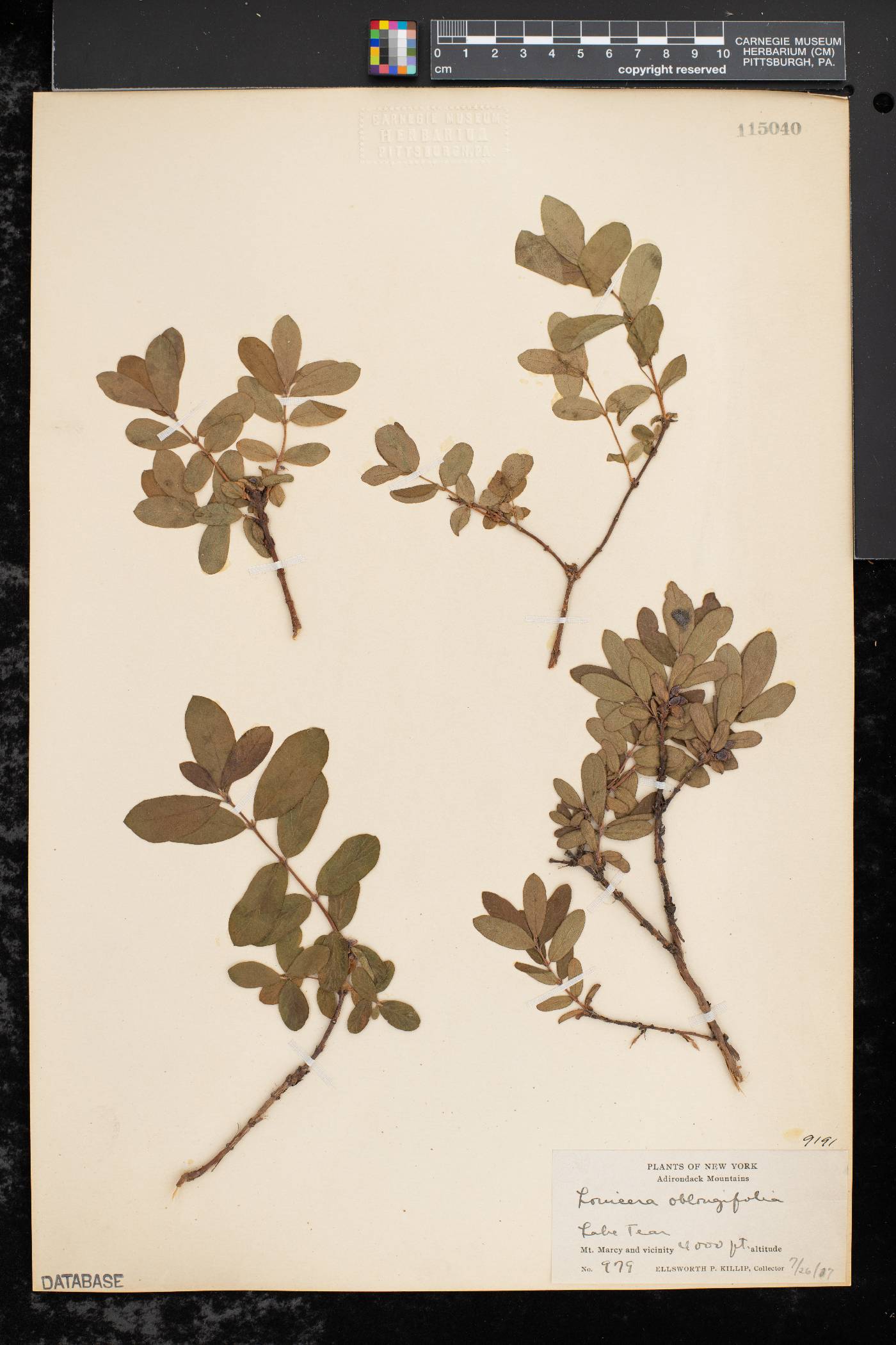 Lonicera oblongifolia image