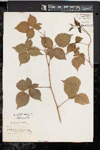 Image of Rubus centralis