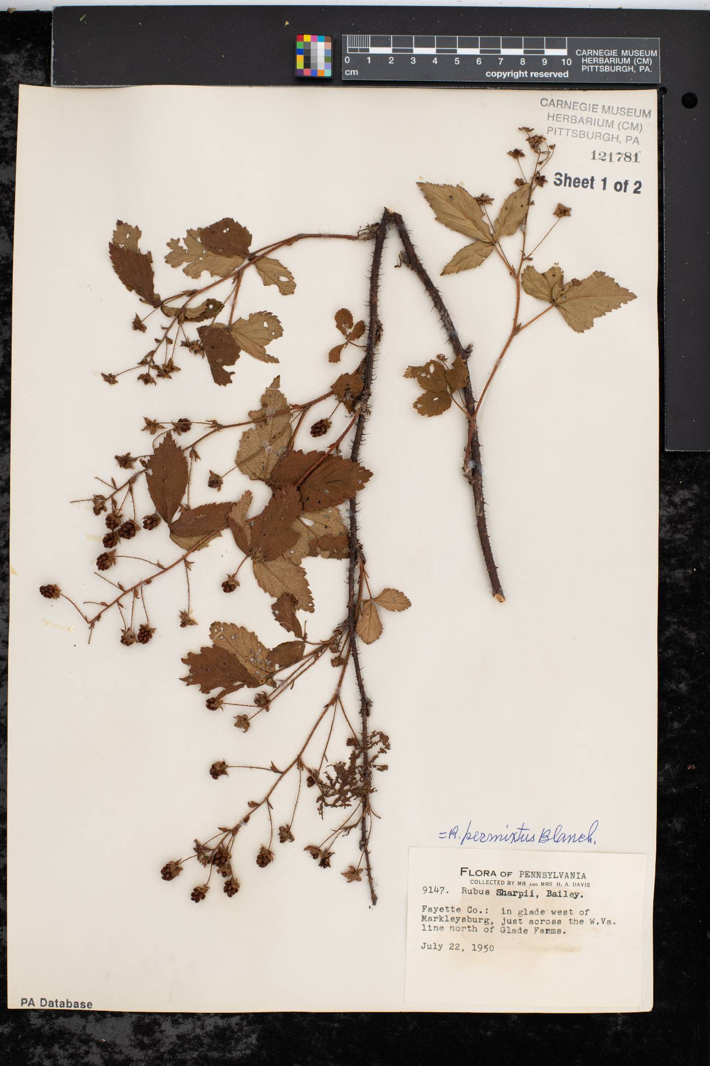 Rubus permixtus image