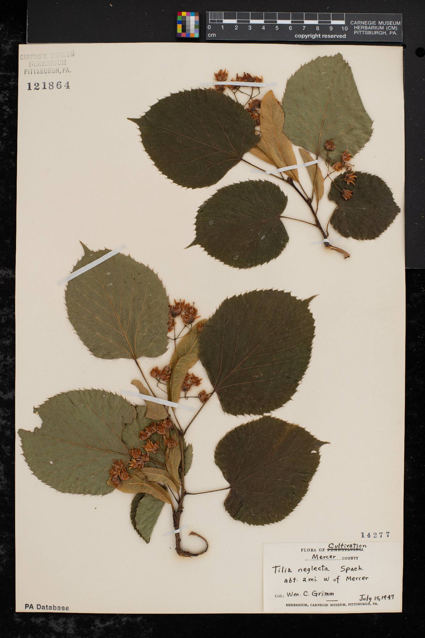 Tilia neglecta image