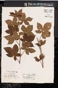 Rubus semisetosus image