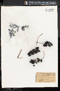 Vitis riparia image