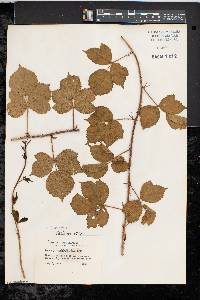 Rubus fecundus image