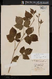 Rubus meracus image