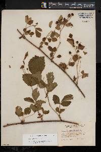 Rubus meracus image