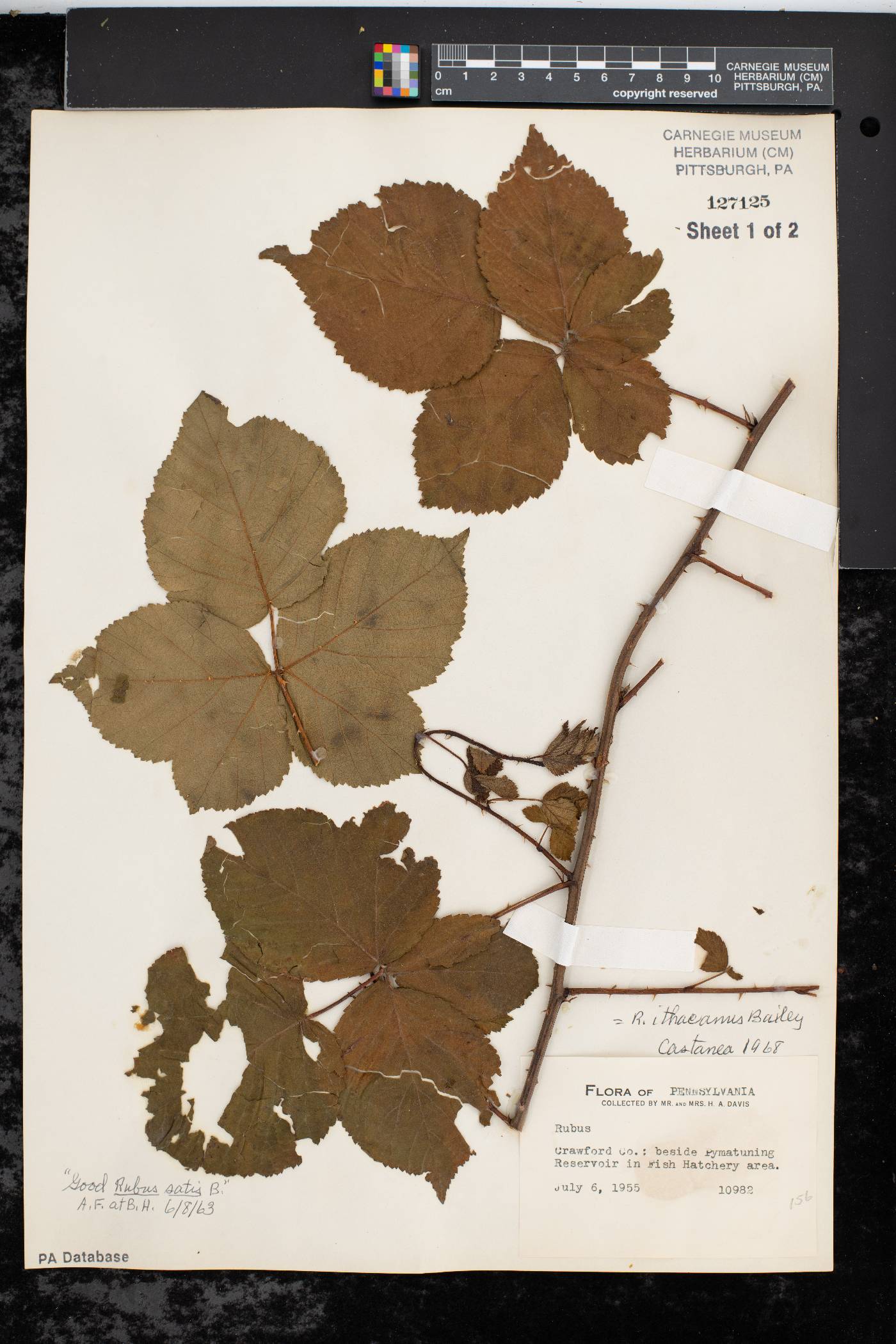 Rubus ithacanus image