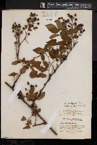 Rubus uvidus image
