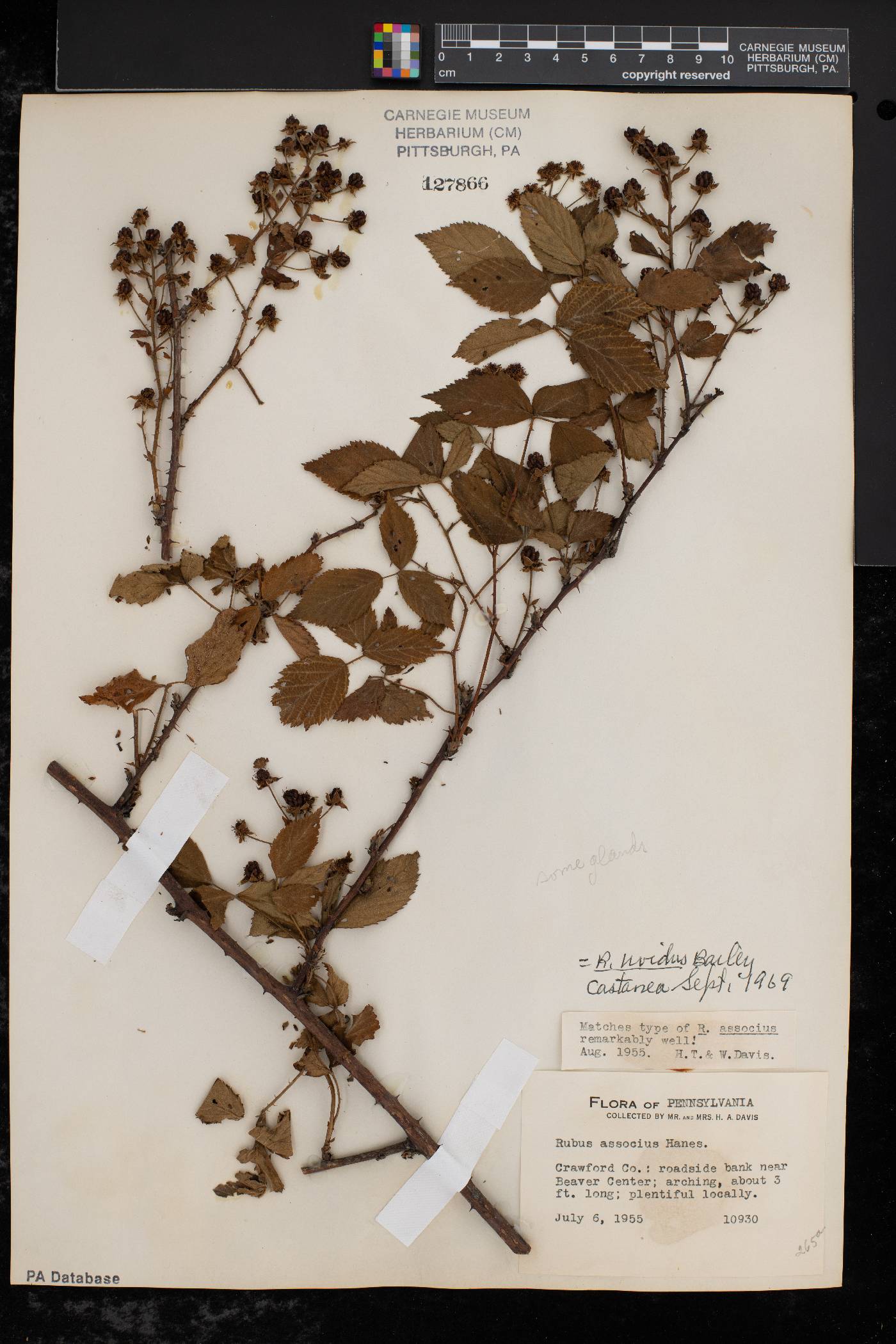 Rubus uvidus image