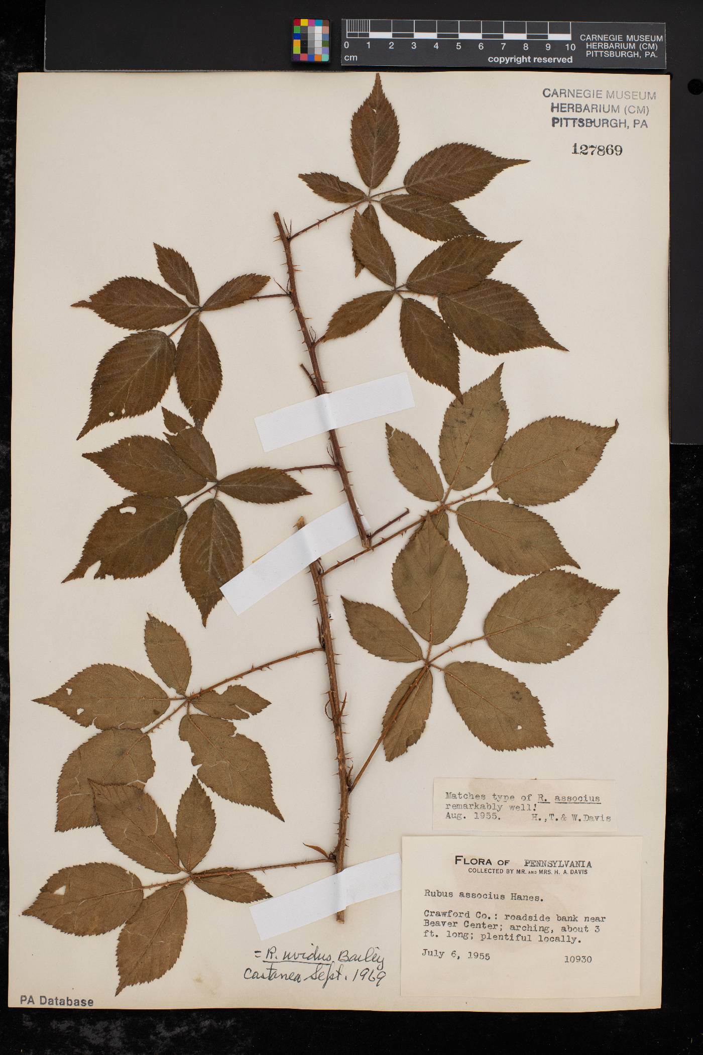 Rubus uvidus image