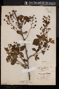 Rubus uvidus image