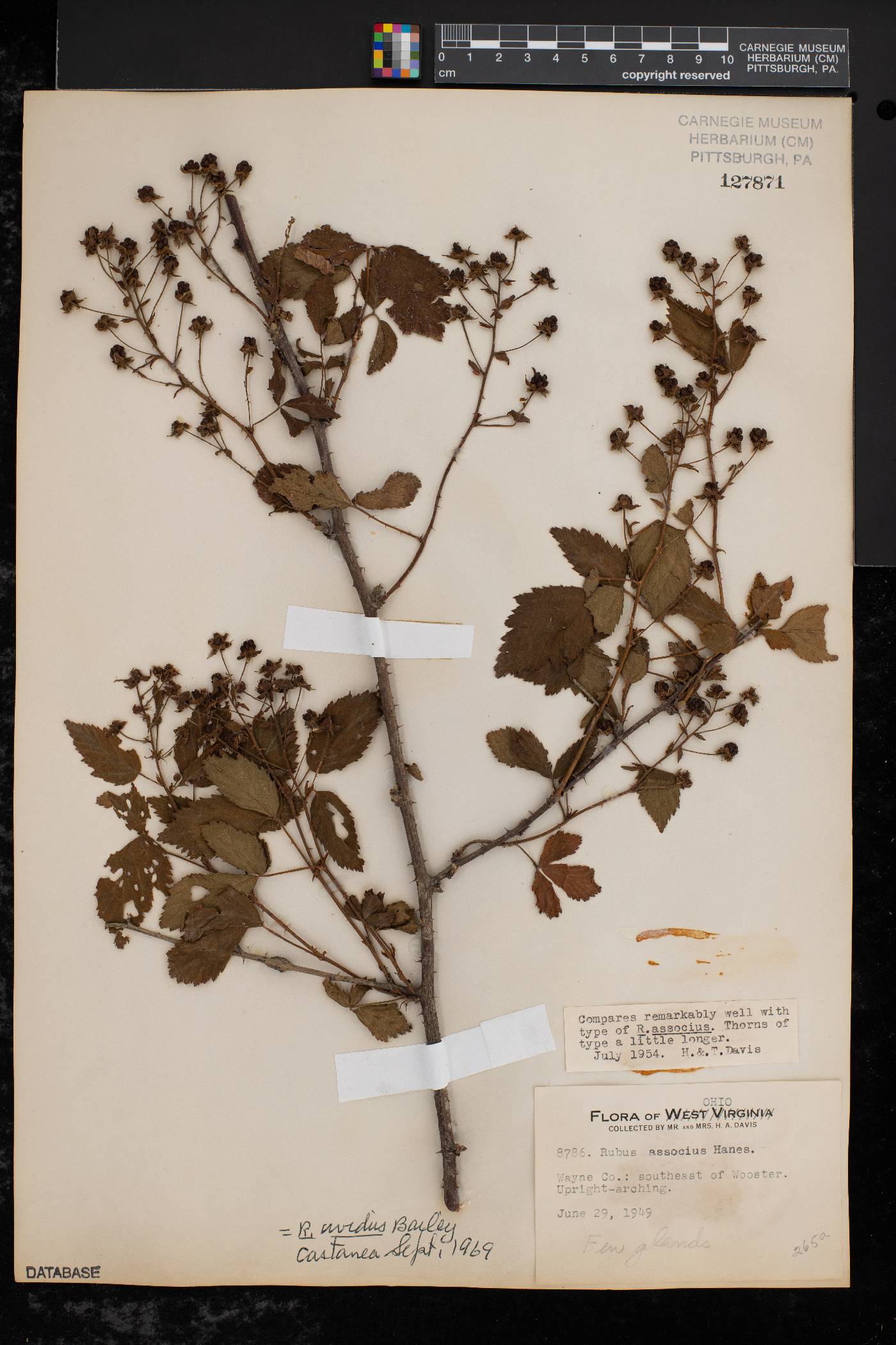 Rubus uvidus image