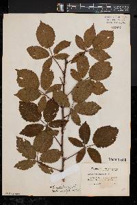 Rubus uvidus image