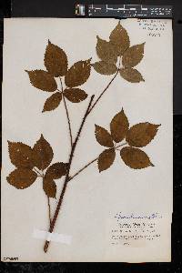 Rubus frondosus image