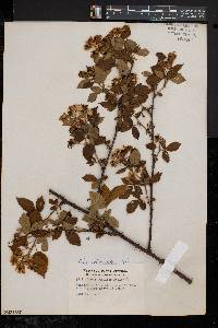 Rubus frondosus image