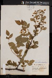 Rubus frondosus image