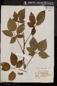 Rubus frondosus image