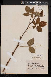 Rubus frondosus image