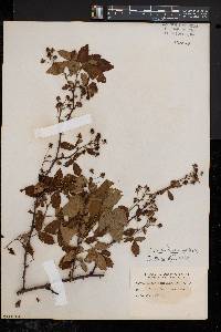 Rubus frondosus image