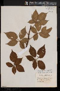 Rubus frondosus image